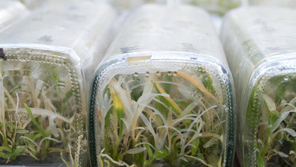 plant tissue culture growing in a bottle on shelf in room