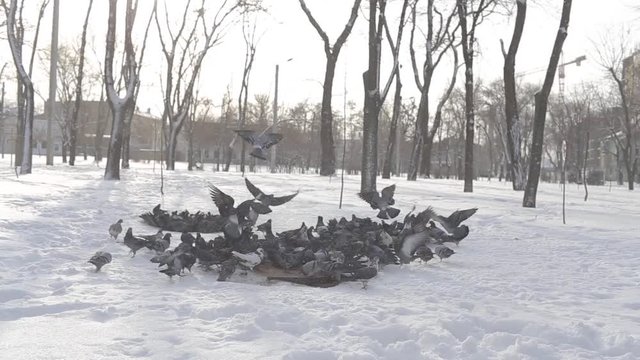 Стая голубей едят зерно на снегу в парке