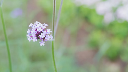 Verbena bonariensis flowers field