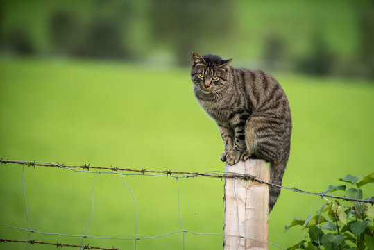 Cat On A Fence Post