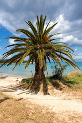 Fototapeta na wymiar Palm on the sandy Spyridon beach on Cordu island. Greece.