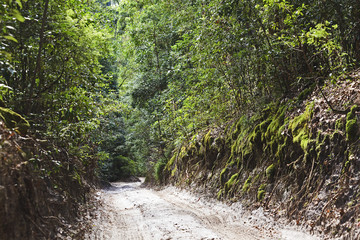 Fototapeta na wymiar QE FI Rainforest road