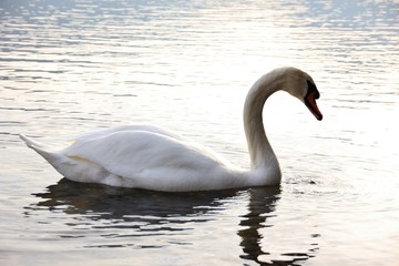 Swan Lake, Iseo, Italy