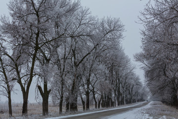 Winter alley