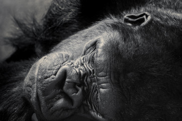 Fototapeta premium Sleeping gorilla