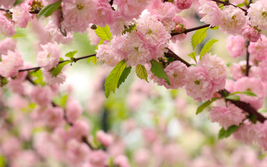 Cherry blossoms