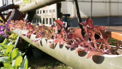 lettuce vegetable growing in bamboo trunk