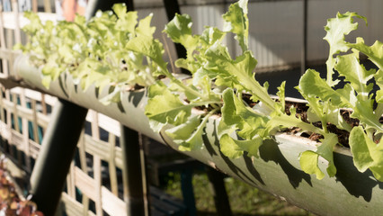 lettuce vegetable growing in bamboo trunk