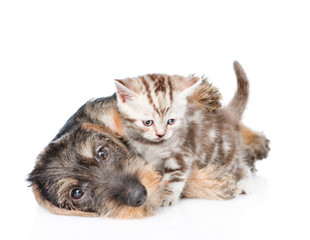 puppy playing with a kitten. isolated on white background