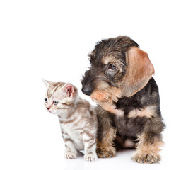 wire-haired dachshund puppy and tiny kitten sitting together. isolated on white