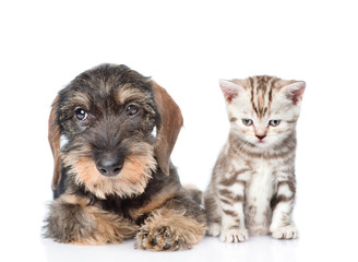 Wire-haired dachshund puppy and tiny kitten sitting in front view. isolated on white