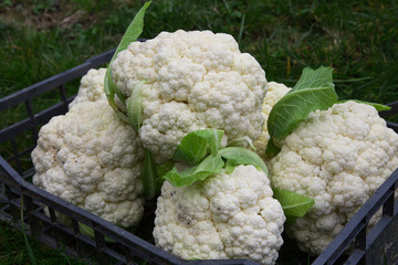 chou-fleur