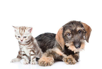 Baby kitten and puppy lying together. isolated on white background