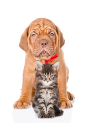 Bordeaux dogue puppy and maine coon cat sitting together. isolated on white
