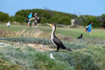 birds on golf course