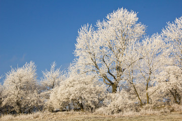 Bäume im Winter, Eis, Frost, blauer Himmel, Spaziergang, frische Luft