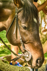 Naklejka premium Close-up of horse