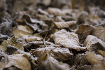 Laub mit Frost
