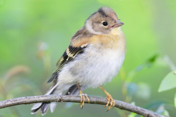  A young bird with an open beak