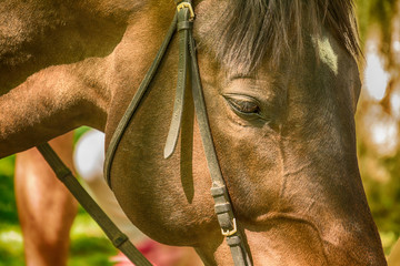 Naklejka premium Close-up of horse
