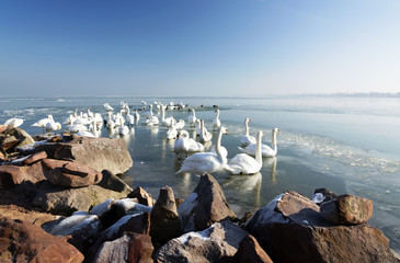 Fototapeta premium Swans on Lake Balaton in winter time, Hungary