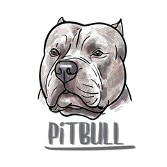 Drawing of pitbull head on white background