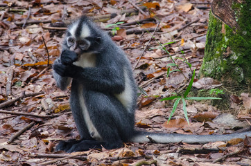 Thomas Leaf Monkey (Langur)