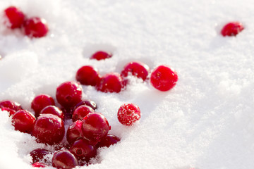 Cranberries in the snow