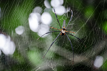 A Spider Waits in its Web