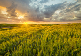 Fototapeta na wymiar sunset over a field of young wheat, stalks waving in the wind