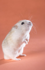 photo Jungar hamster standing on hind legs