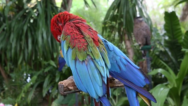 macaws bird in the zoo