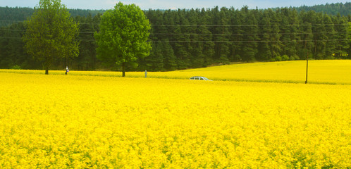 field of blooming yellow flowers of rape in a rainy day