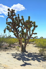 Fototapeta premium Joshua Tree