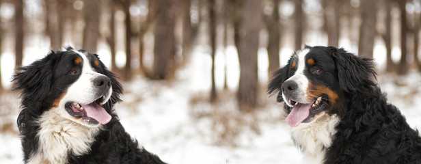 Bernese Mountain Dog outdoors, winter walk