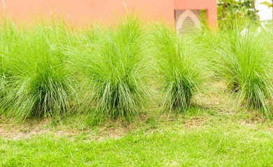 Feather Grass in the garden