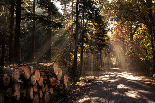 In the woods of Austerlitz, The Netherlands (Oude Woudenbegse Zandweg)