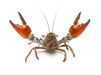 Signal crayfish (Pacifastacus Leniusculus)