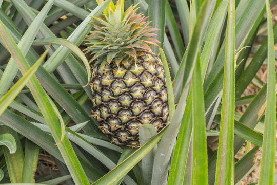 Pineapple tropical fruit growing in a farm Prachuap Khiri Khan, Thailand