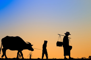 Fototapeta na wymiar Life Thailand buffalo,people..From a field at sunset.silhouette