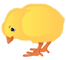 Freshly hatched chicks