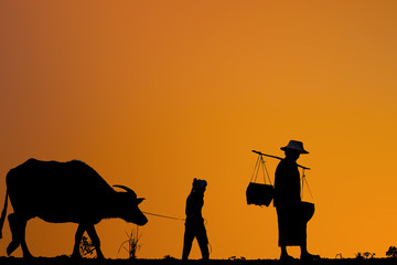 Life Thailand buffalo,people..From a field at sunset.silhouette