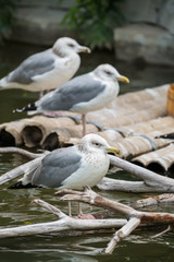 seagull standing on river