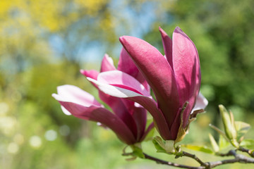 Fototapeta premium Flowers of magnolia on a branch pink