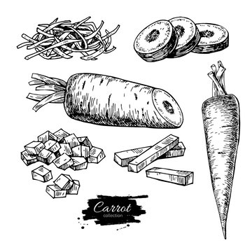 Carrot hand drawn vector illustration set. Isolated Vegetable engraved style