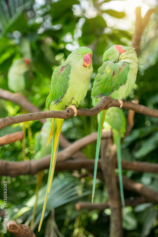 Canvas Prints colourful parrot bird sitting on the perch.