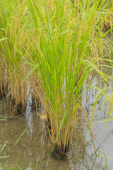 Obraz premium rice plant 