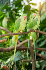 Colourful parrot bird sitting on the perch.