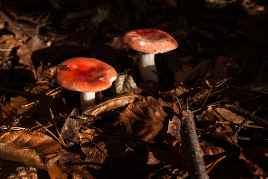In the woods of Austerlitz, The Netherlands (Oude Woudenbegse Zandweg)
