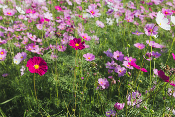 beautiful pink cosmos flower field